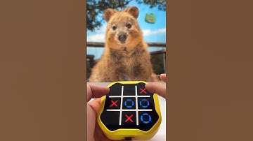 틱택토 도전!!🤗❤️ #tictactoe #puzzle #toys #games #funny #cute #lucky #happy #틱택토 #대결 #재미
