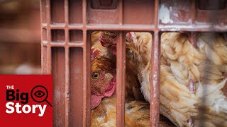 Everything you need to know about Canada's massive avian flu outbreak | The Big Story Podcast