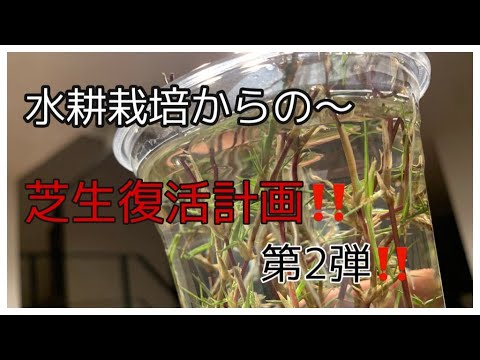 水耕栽培 Part2 ランナーで芝生復活計画 ランナー移植後何日で復活するのか Youtube 水耕栽培 Part2 ランナーで芝生復活計画 ランナー移植後何日で復活するのか Youtube