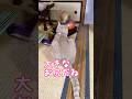 【猫和尚】お経に合わせてフリフリ #猫のいる暮らし #猫癒し #猫かわいい