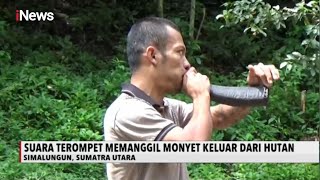 UNIK! Terompet Tanduk Kerbau Pemanggil Monyet Dilakukan Pawang Kera di Sumut - iNews Sore 04/07