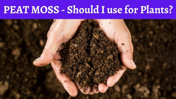 What To Know Before Using Sphagnum Moss Peat Moss for your