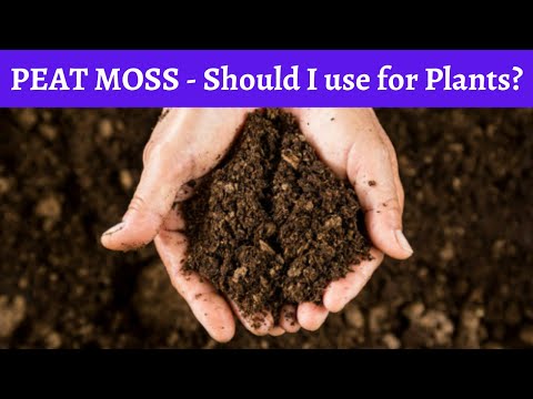 Peat moss in garden or for plants - Uses, advantages and disadvantages