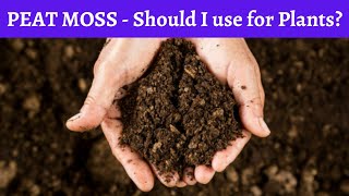 Peat moss in garden or for plants - Uses, advantages and disadvantages