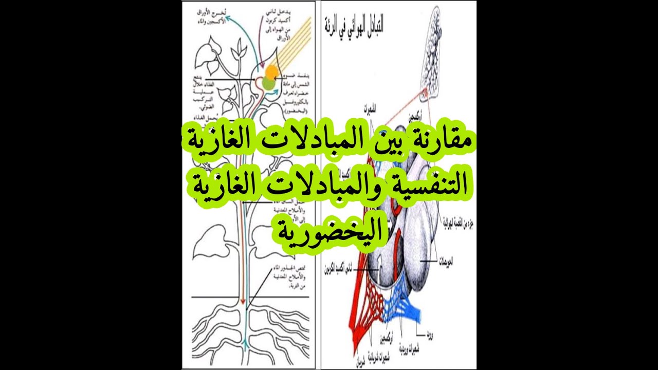 الفرق بين المبادلات الغازية التنفسية والمبادلات الغازية اليخضورية السنة الأولى متوسط