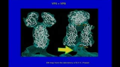Proteins: Assemblies in Action