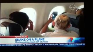 Snake on Qantas plane - Original