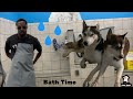 How to Give a Siberian Husky A Bath! Temper Tantrum