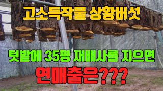 고소득 작물 상황버섯 재배, 시설비, 초기 투자비용, 연매출 자세히 공개!