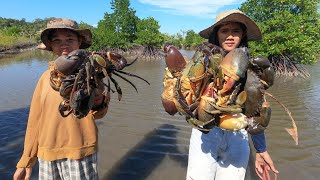 Two Brave Women Catch Many Huge Mud Crabs under Mangrove Trees after Water Low Tide