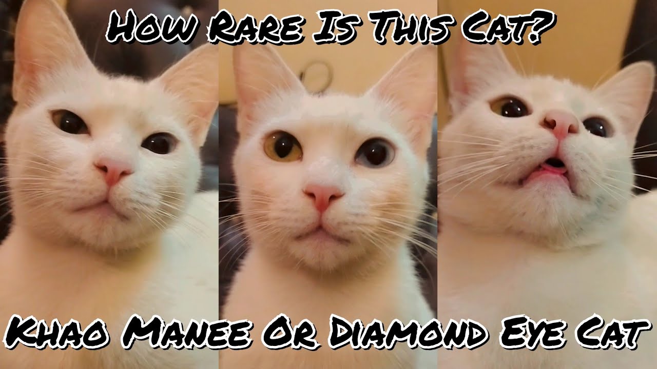 This Is The RARE BREED Of CAT WHOLESOME MOMENTS YouTube This Is The RARE BREED Of CAT WHOLESOME MOMENTS YouTube
