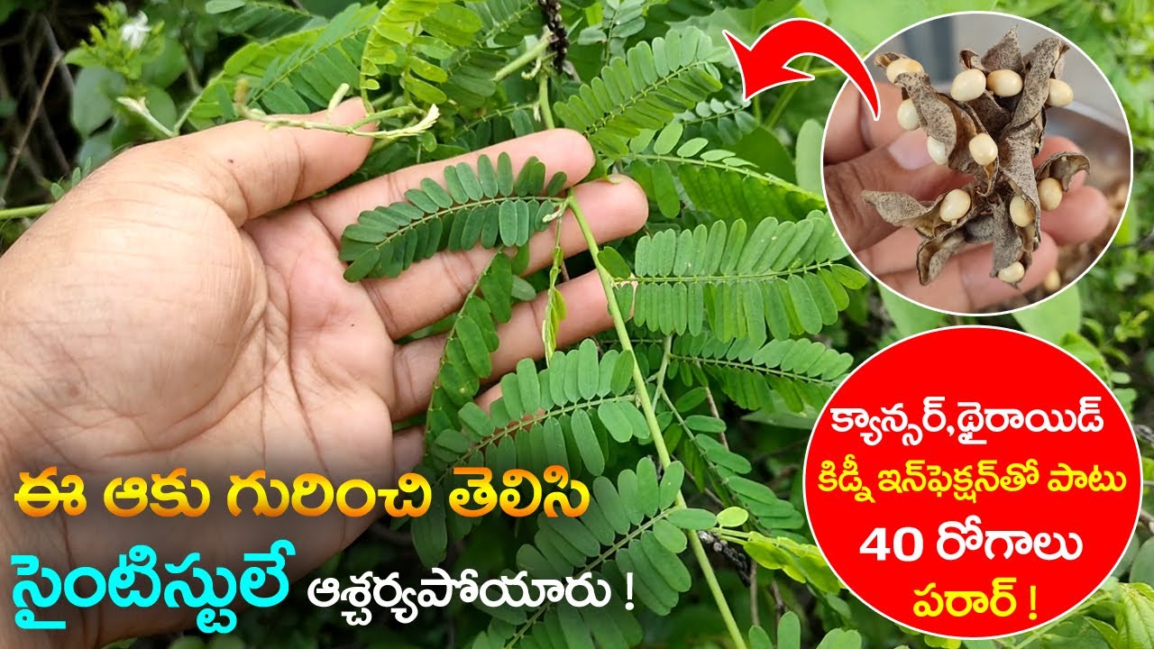 ఈ ఆకు గురించి తెలిసి ప్రపంచమే బిత్తరపోయింది