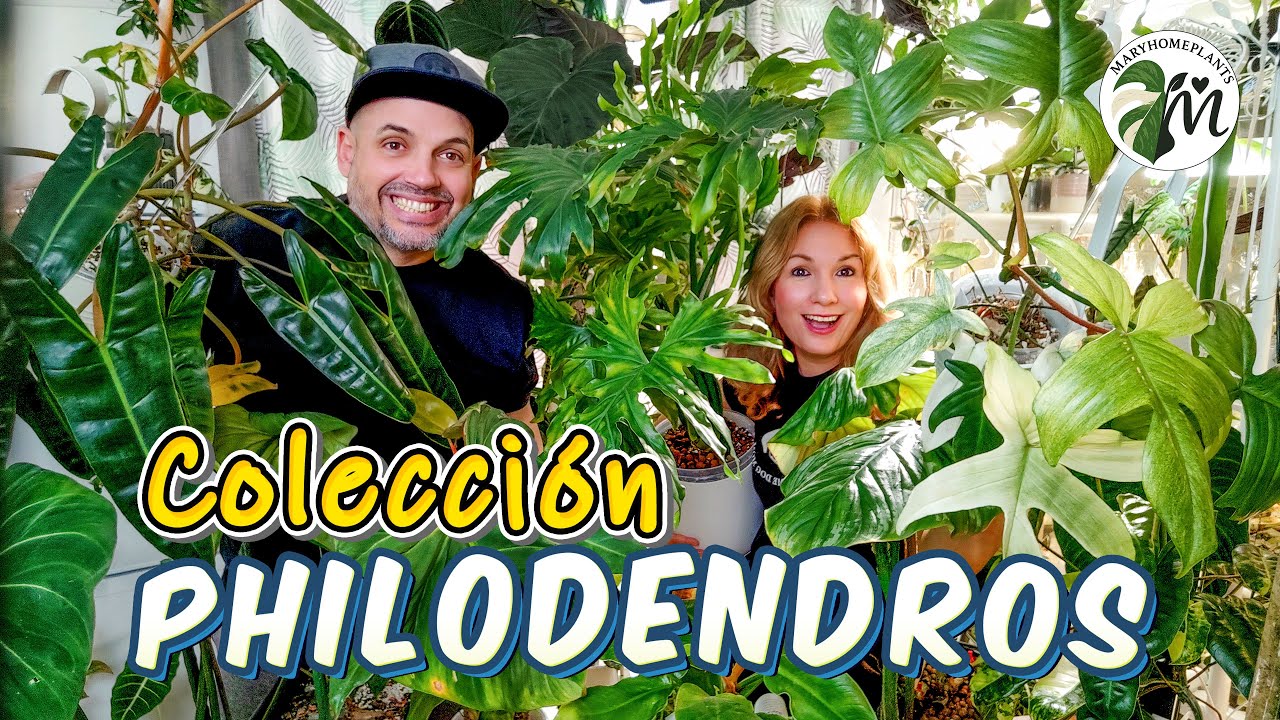 Nuestra Colección de 28 Philodendrons🌿✨😃