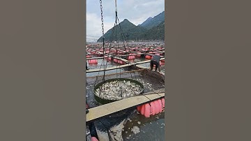 Use A Big Fish-Catching Sieve Tool To Load The Boat Easily And Efficiently !