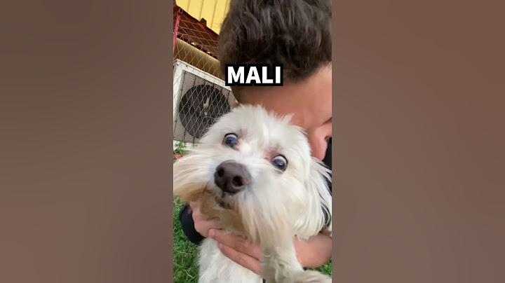 ONO KAD IMAŠ MALOG PSA KOJI SE KURČI #shorts