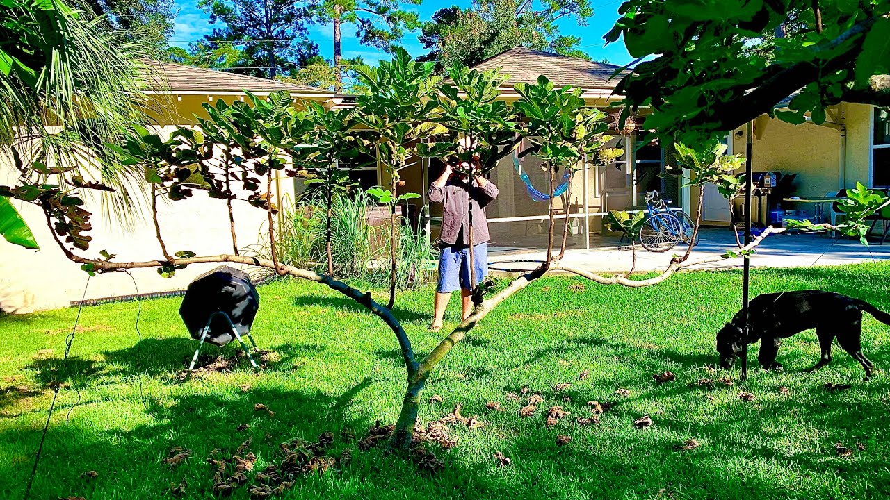 Everbearing Figs, Japanese Pruning two different styles and Training.  Has Fruits!