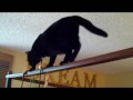 Black cat walks on bed canopy, Bombay cat Pepper plays with