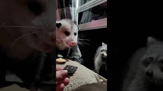 my friendly opossum, Sally let the raccoon eat with her tonight.