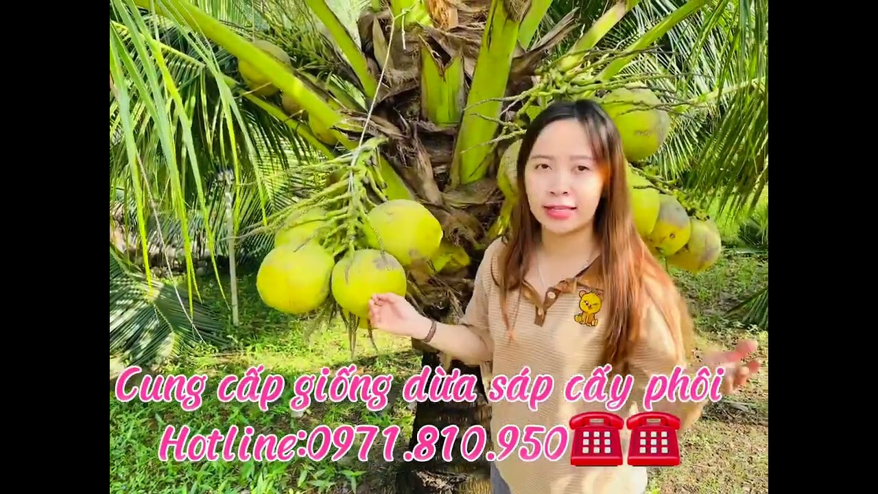 Hotline:0971.810.950 làm giàu cùng dừa sáp cấy phôi nhé 