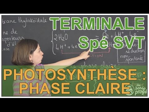 Vidéo: Quelles sont les deux phases principales de la photosynthèse et où se produit chaque phase ?