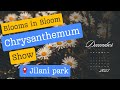 Exploring the beauty of jilani park a mesmerizing chrysanthemum show