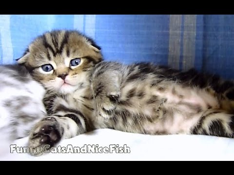 funny cats sleeping in weird positions compilation 2014 funnyplox Neko the Cute Scottish Fold Kitten learns how to walk