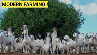 How Quickly Do GOATS Multiply? | Management, Treatment/ Farm Updates!