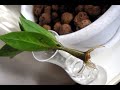 Размножение замиокулькаса черенками: как разводить долларовое дерево веткой в воде или грунте?