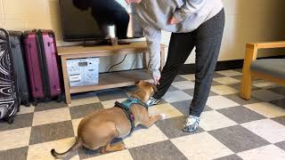 Finn clicker training pt.1