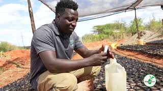 PAPAYA SEED SOWING PROCESS.