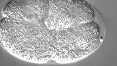 C. Elegans embryo #1
