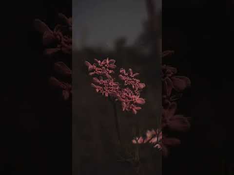 ر ب ن ا و ل ا ت ح م ل ن ا م ا ل ا ط اق ة ل ن ا ب ه عبد الباسط سورة البقرة عبدالباسط ر ب ن ا و ل ا ت ح م ل ن ا م ا ل ا ط اق ة ل ن ا ب ه عبد الباسط سورة البقرة عبدالباسط