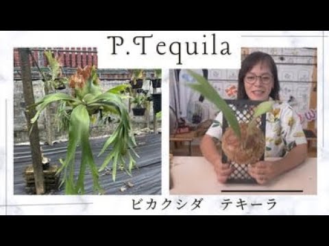 ビカクシダの森wife - YouTube