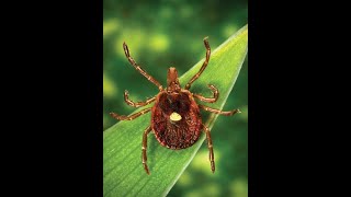 Lets Talk About Ticks