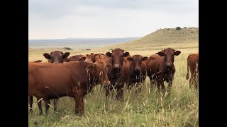 Mun Khur Ka Ilaj Livestock Foot & Mouth Disease Treatment In Urdu Hindi منہ کھر کی بیماری کا علاج