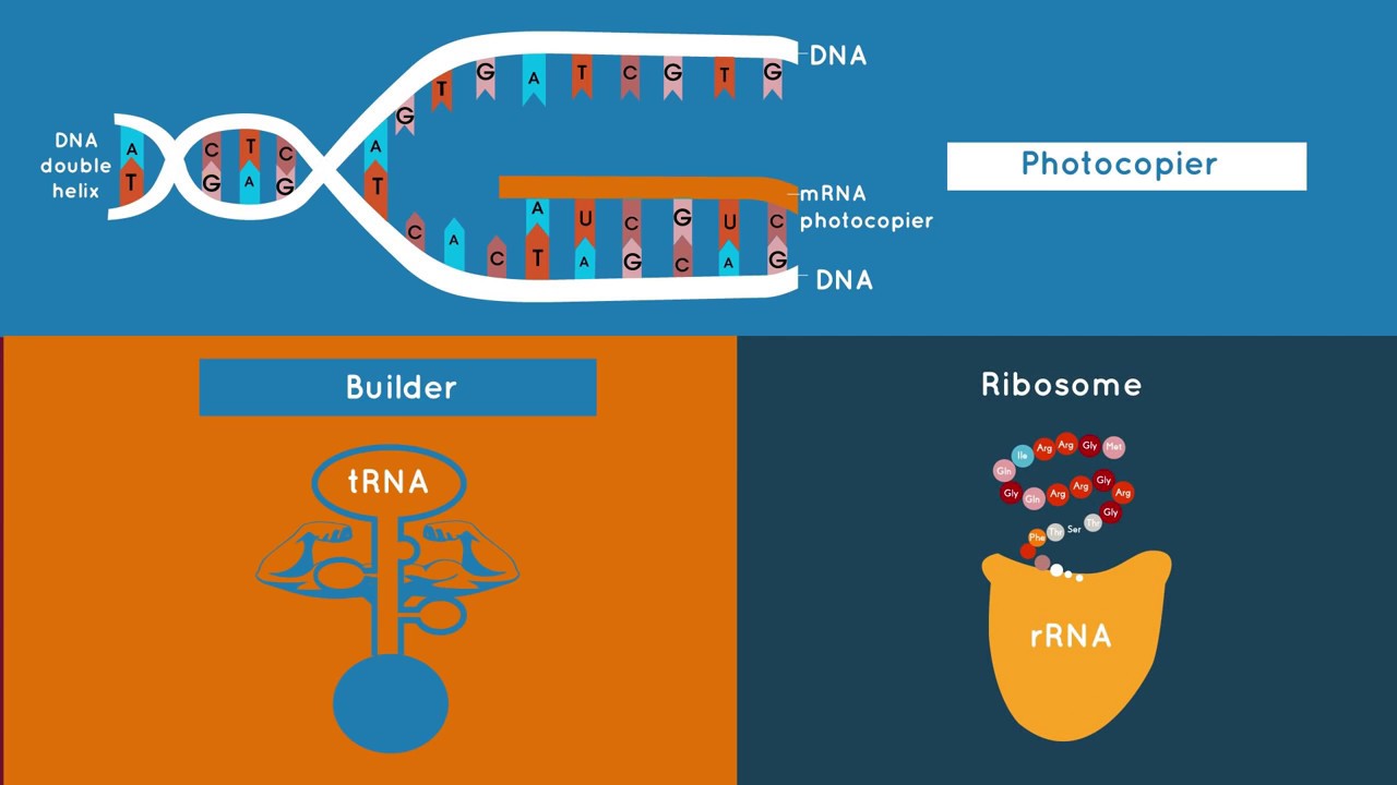 What is RNA? Explained - YouTube