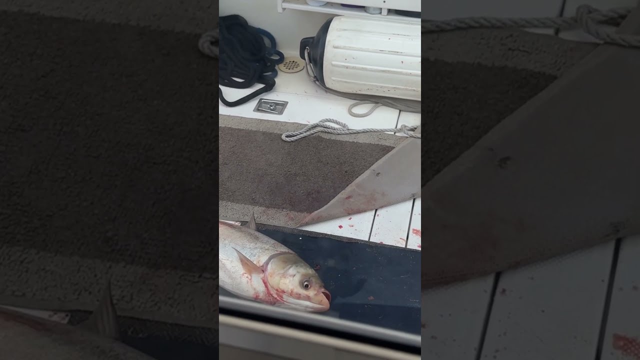 Ho SHIT This Just Happened Looks Like A Crime Seeing Boating Americas Great Rivers Jumping Fish