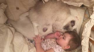 Рэгдолл и дети Рэгдолл и дети