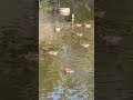 岡崎城公園龍城堀にて越冬カモさん🦆(岡崎市) #チャンネル登録お願いします #高評価お願いします #拡散希望