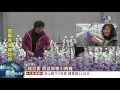斗南祕密花園 風鈴花海美極了