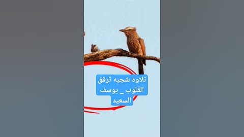 تلاوه شجيه تُرقق القلوب _ يوسف السعيد #راحة_نفسية