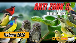 Suara Pikat Burcil Kombinasi Prenjak Anak & Trucukan Ribut Dijamin Paling Ampuh.