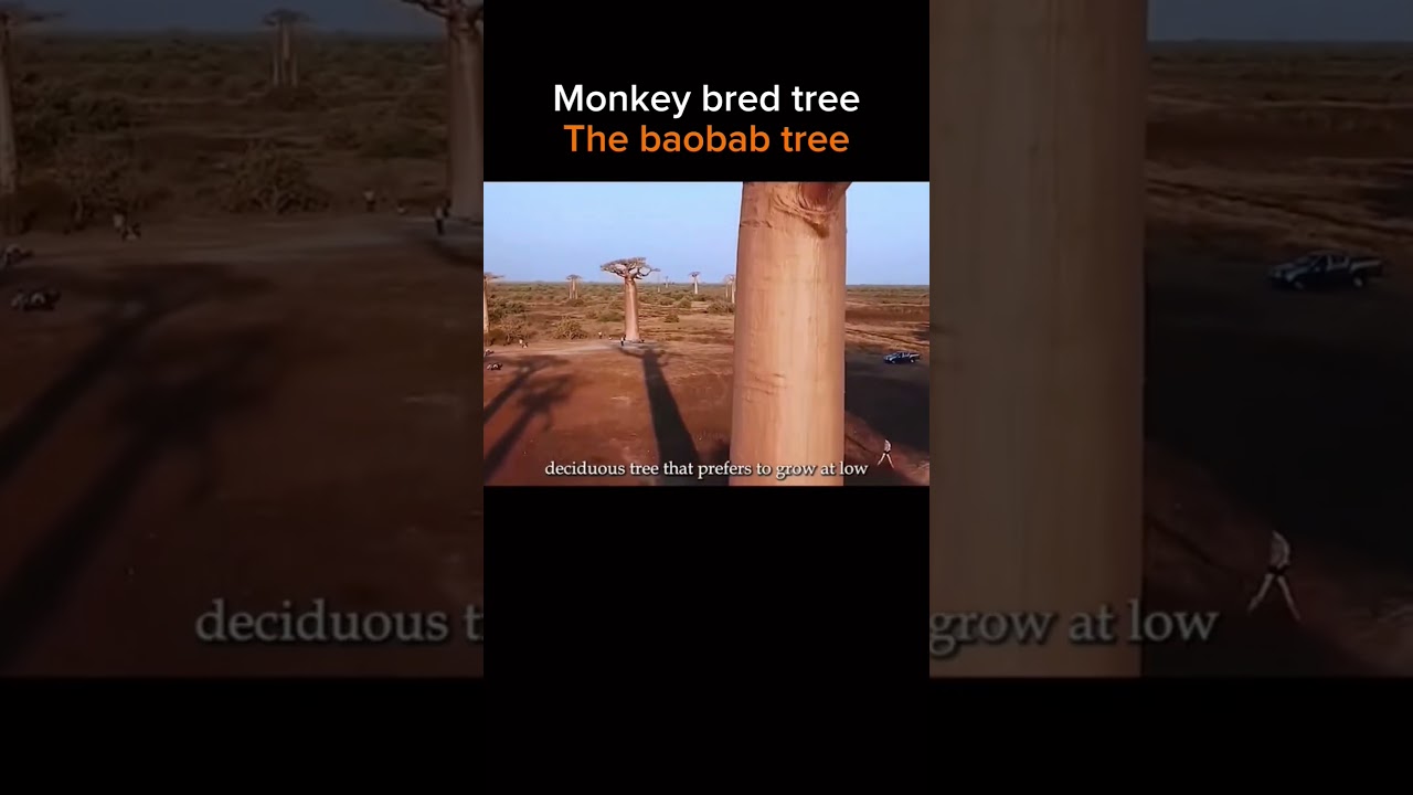 Baobab avenue ( Baobab Alley) Explanation.