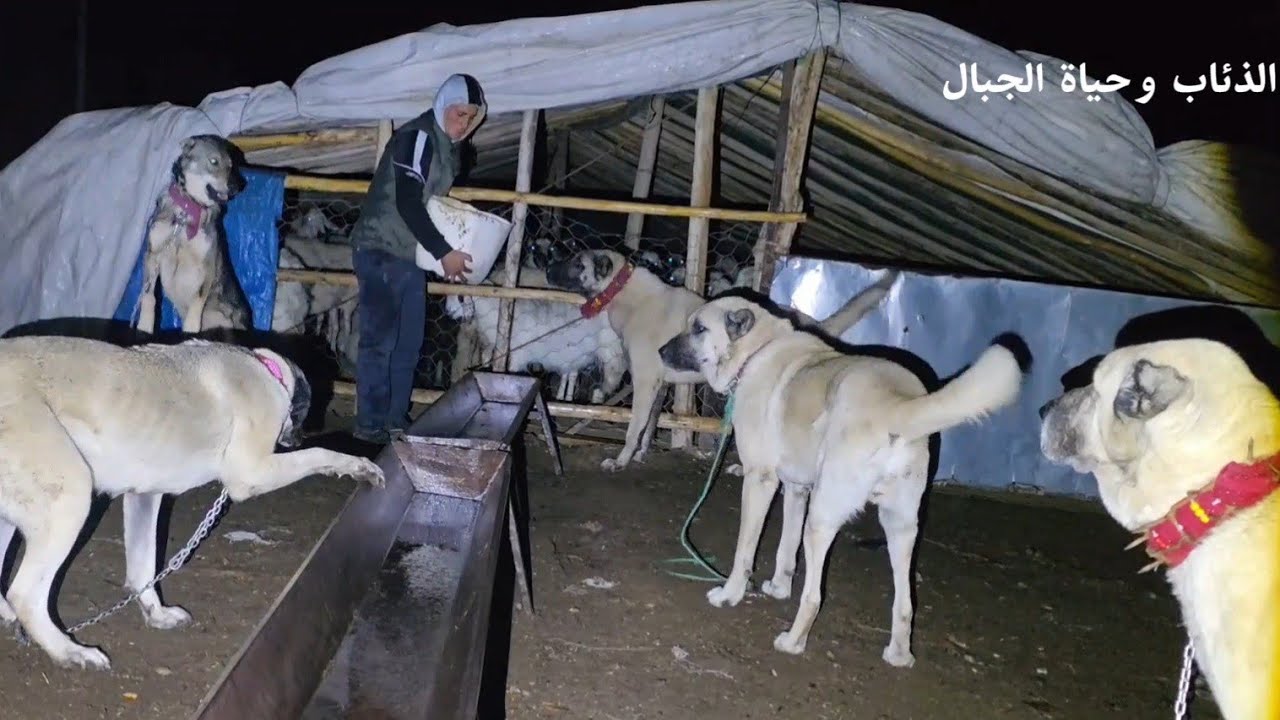 هجرة راعي غنم الى الخيام - الذيب الاسود