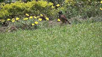 500 fps Slow motion videos