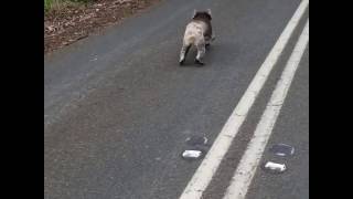 Cyclists Overtake a Speedy Koala on Adelaide Road
