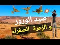 صيد الورور و الزعرة الصفراء 2022