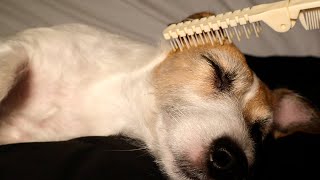 ASMR 강아지 재우기 dog sleep by all asmr 225 views 1 year ago 4 minutes, 42 seconds