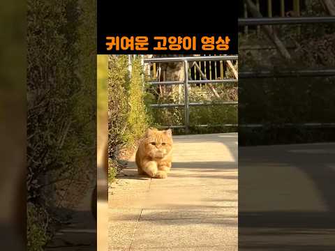 귀여운 야옹이 영상 #고양이 #냥이 #귀여운고양이 #cat #cats #kitten #catvideo#고양이영상 #반려묘 #냥스타그램 #캣스타그램 #힐링영상 #집사일상 #cute