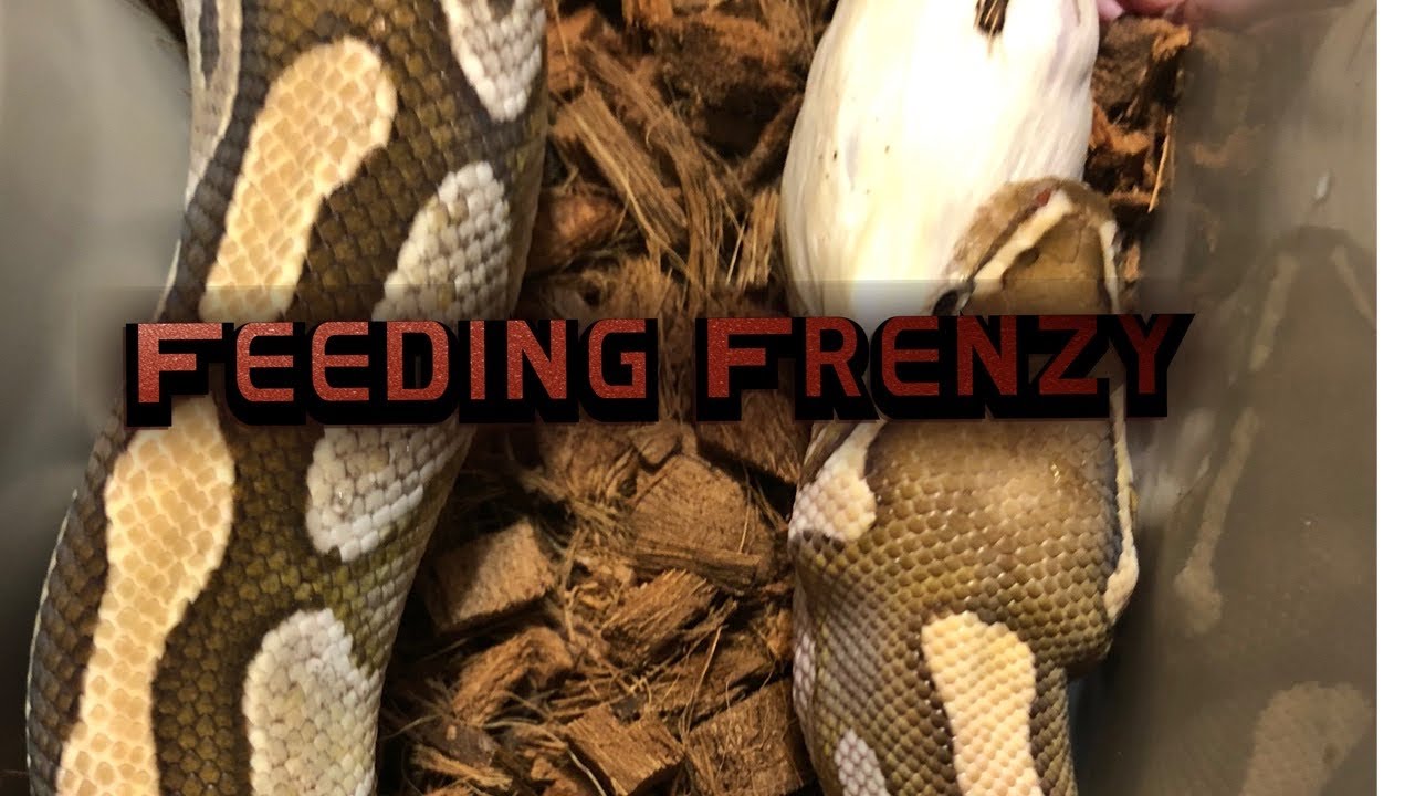 Frenzy Ball Python Ball Python Feeding Frenzy... #shorts #Shorts” #BallPython # ...